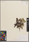 Foto von Salix drummondiana Barratt ex Hook.